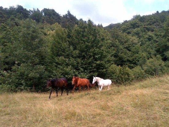 Rio Selvatico Ranch